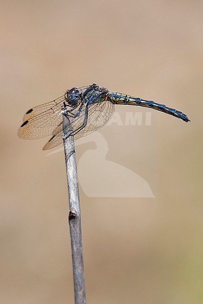 Vrouwtje Blauwe zonnewijzer, Female Trithemis festiva stock-image by Agami/Wil Leurs,