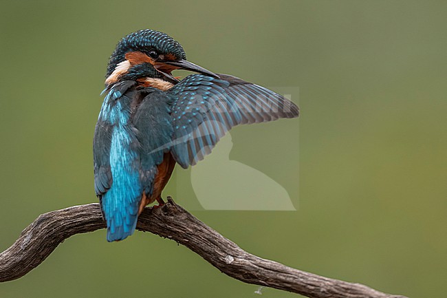 Kingfisher cleaning the feathers stock-image by Agami/Han Bouwmeester,