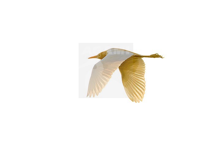 Adult Eastern Cattle Egret (Bubulcus coromandus) in breeding plumage migrating over the pacific ocean, heading towards Japan. Flying low over the water. stock-image by Agami/Marc Guyt,