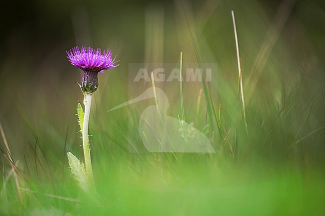 Meadow Thistle, Cirsium dissectum stock-image by Agami/Wil Leurs,