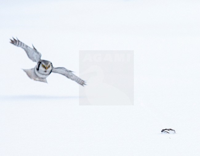 Hunting Northern Hawk Owl (Surnia ulula) during cold winter in Kuusamo, Finland. Flying in to a dead mouse lying on the snow. stock-image by Agami/Marc Guyt,