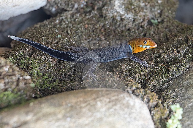 Yellow-headed Gecko (Gonatodes albogularis) at Copacabana, Colombia. stock-image by Agami/Tom Friedel,