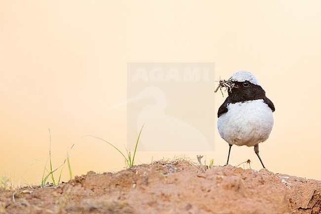 Adult male Finsch's Wheatear in Tajikistan, carrying food. stock-image by Agami/Ralph Martin,