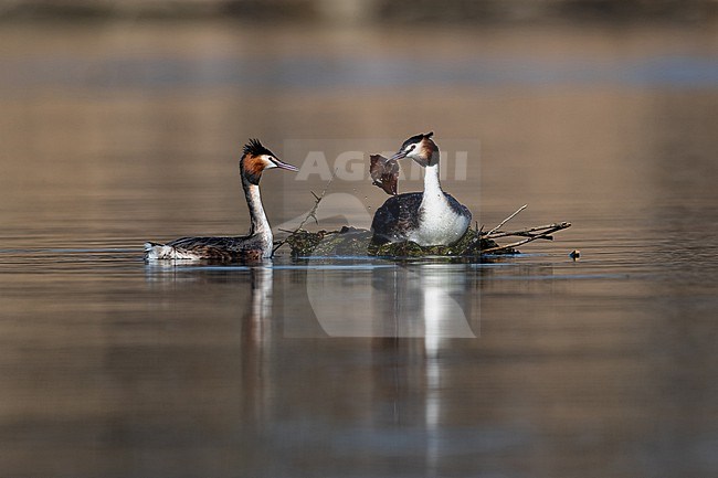 A couple of Great Crested Grebe (Podiceps cristatus) building at their nest stock-image by Agami/Mathias Putze,