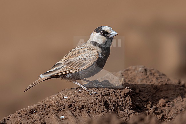 Male Cape Verde Black-crowned Sparrow-Lark (Eremopterix nigriceps nigriceps) sitting on the ground in Moia Moia, Santiago, Cape Verde. stock-image by Agami/Vincent Legrand,