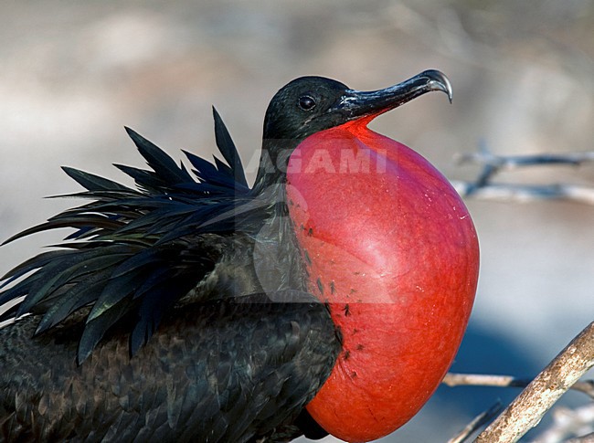 Baltsend mannetje Grote Fregatvogel, Great Frigatebird male displaying stock-image by Agami/Roy de Haas,