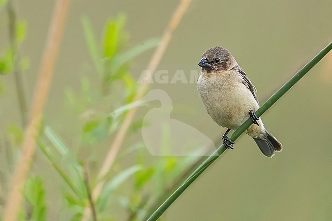 Ibera Seedeater (Sporophila iberaensis) perched in the grassland of Ibera marshes  in Argentina stock-image by Agami/Dubi Shapiro,