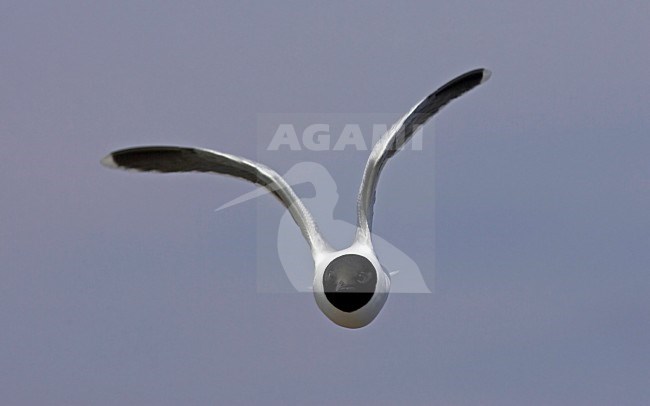 Volwassen Dwergmeeuw; Little Gull adult in flight, Vaala Finland June 2004 stock-image by Agami/Jari Peltomäki,