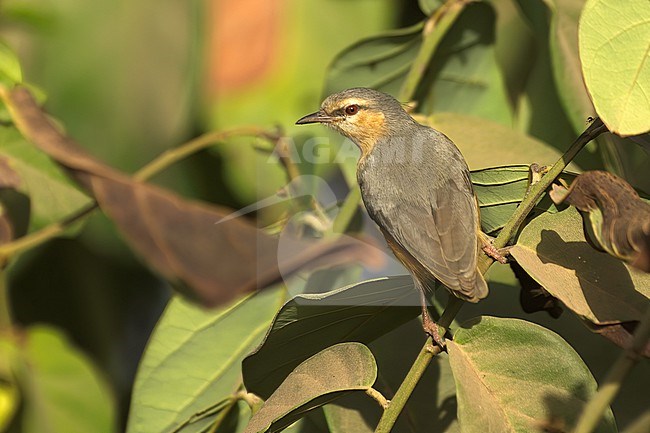 Northern Crombec (Sylvietta brachyura brachyura), adult bird perched among leaves, showing upperparts in Gambia stock-image by Agami/Kari Eischer,