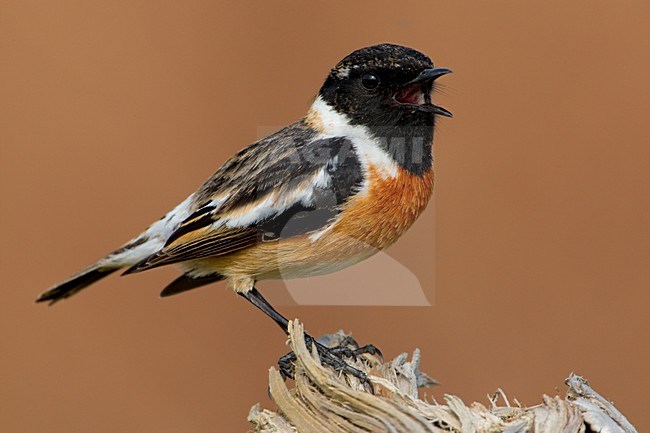 Zingende Roodborsttapuit; Singing European Stonechat stock-image by Agami/Daniele Occhiato,
