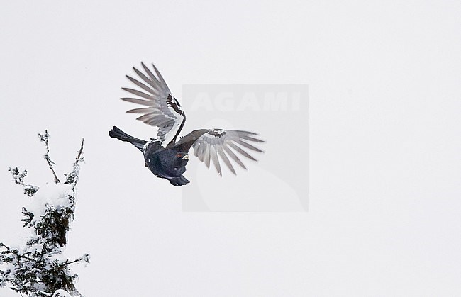 Male Western Capercaillie (Tetrao Urogallus) in flight in snow covered forest near Salla in Finland. stock-image by Agami/Markus Varesvuo,