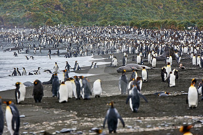 King Penguin (Aptenodytes patagonicus) colony at Gold Harbour, South Georgia stock-image by Agami/Tomas Grim,