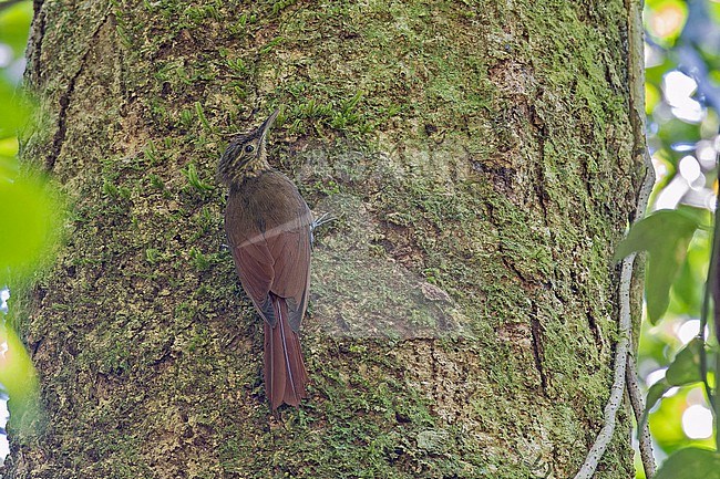 Little Long-tailed Woodcreeper (Deconychura typica) in Panama. Formerly considered to be part of the former long-tailed woodcreeper (Deconychura longicauda). stock-image by Agami/Pete Morris,