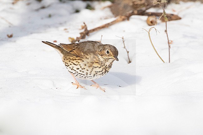 Song Thrush (Turdus philomelos) feeding on snails on open patches in the snow during a cold period in winter in the Netherlands. stock-image by Agami/Arnold Meijer,