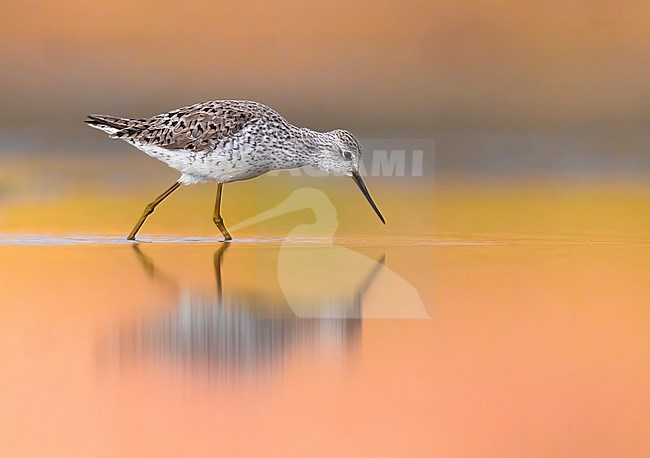 Marsh Sandpiper (Tringa stagnatilis) in Italy. stock-image by Agami/Daniele Occhiato,