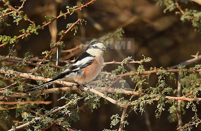 Masked Shrike (Lanius nubicus) on migration in Israel stock-image by Agami/Eduard Sangster,
