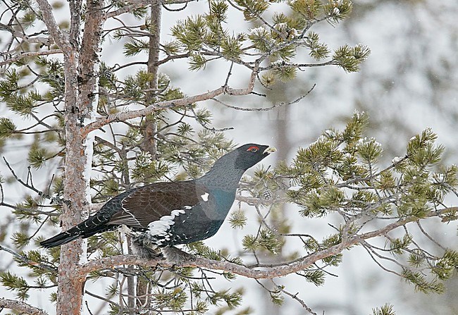 Male Western Capercaillie (Tetrao Urogallus) perched in a snow covered tree near Salla in northern Finland during cold winter. stock-image by Agami/Markus Varesvuo,