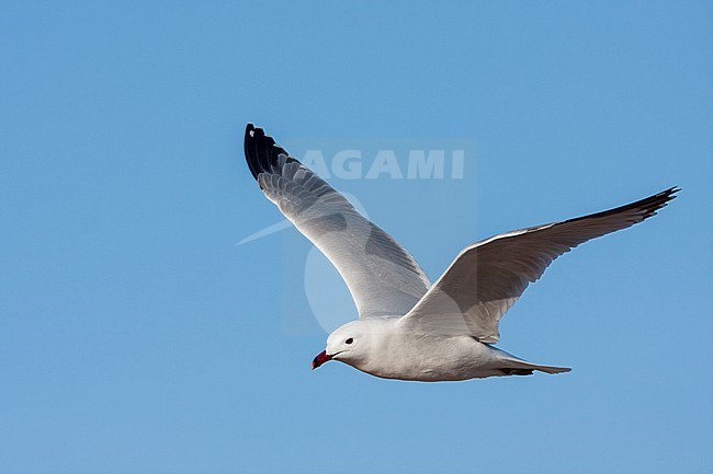 Audouins Meeuw, Audouin's Gull; Ichthyaetus audouinii, Spain (Mallorca), adult stock-image by Agami/Ralph Martin,