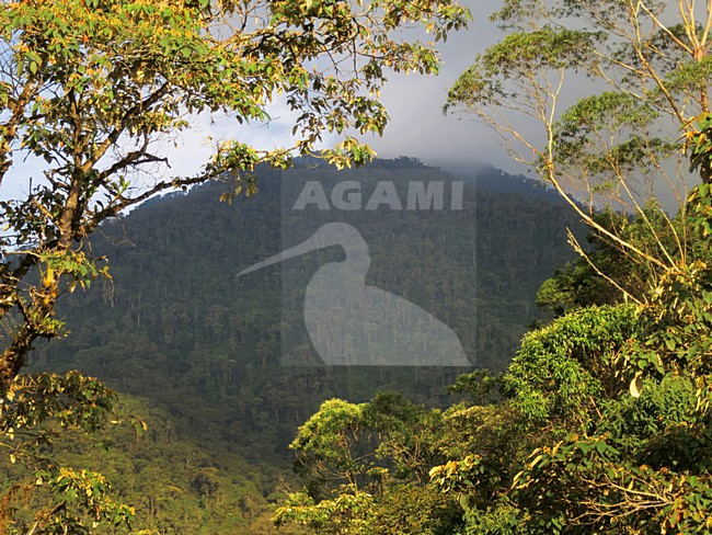 Reserva Ecologica Rio Blanco, Manizales, Colombia stock-image by Agami/Marc Guyt,