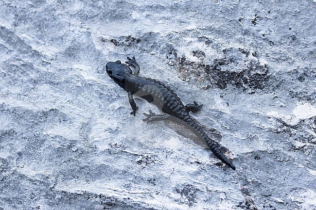 alpine salamander (Salamandra atra) walking on rock in the bavarian alps stock-image by Agami/Mathias Putze,