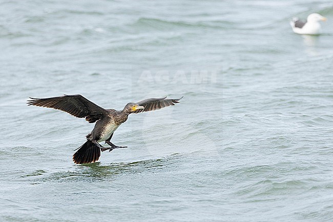  stock-image by Agami/Menno van Duijn,