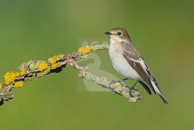 European Pied Flycatcher, Bonte Vliegenvanger, Ficedula hypoleuc stock-image by Agami/Alain Ghignone,