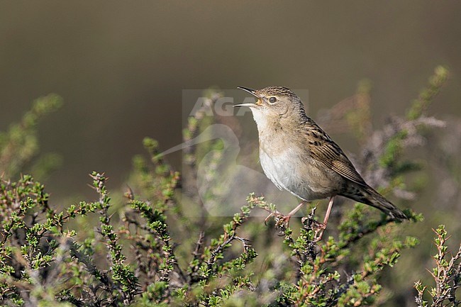 Common Grasshopper Warbler, Locustella naevia straminea, Kyrgyzstan. Perched in top of a low bush. stock-image by Agami/Ralph Martin,