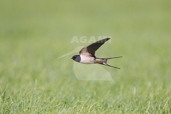 Boerenzwaluw vliegend;Barn Swallow flying stock-image by Agami/Arie Ouwerkerk,