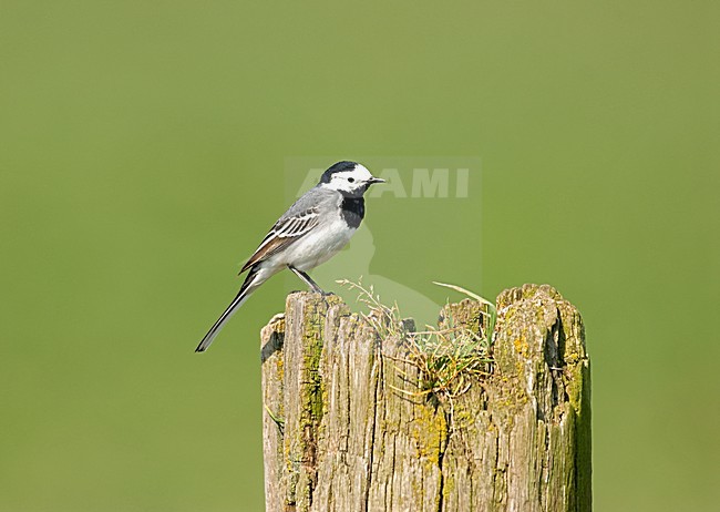 White Wagtail perches; Witte Kwikstaart zittend stock-image by Agami/Roy de Haas,