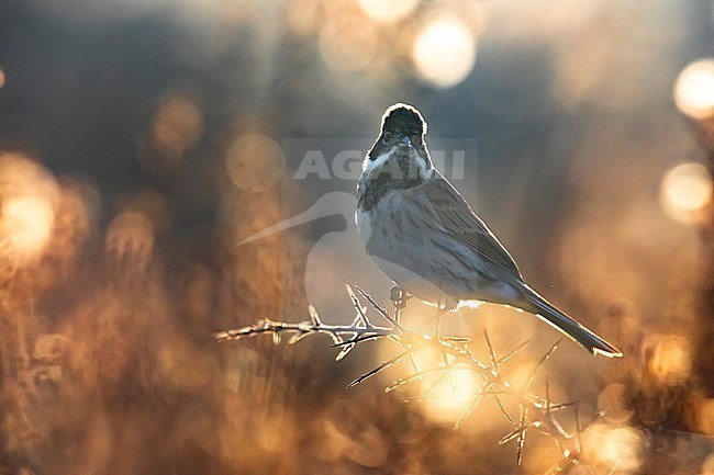 Common Reed Bunting (Emberiza schoeniclus) in Italy. stock-image by Agami/Daniele Occhiato,