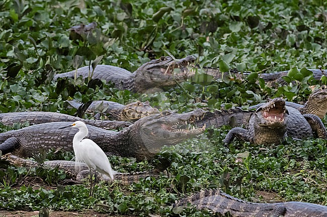 Jacare caimans, Caiman yacare, resting. Pantanal, Mato Grosso, Brazil stock-image by Agami/Sergio Pitamitz,