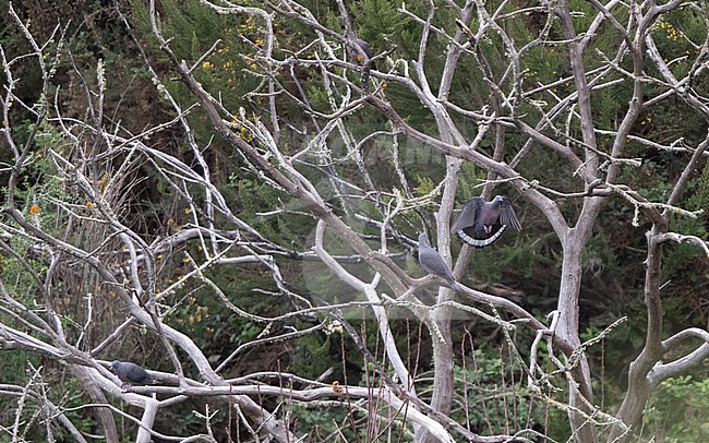 Bolle's Pigeon (Columba bollii) several birds in a tree at Monte del Agua, Erjos, Tenerife, Canary Islands, Spain stock-image by Agami/Helge Sorensen,