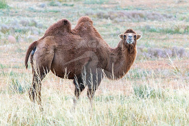 Bactrian camel, Camelus bactrianus, during autumn in Mongolia. stock-image by Agami/Dani Lopez-Velasco,