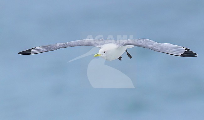 Black-legged Kittiwake (Rissa tridactyla) at a breeding colony on St Paul Island, Alaska stock-image by Agami/Dubi Shapiro,