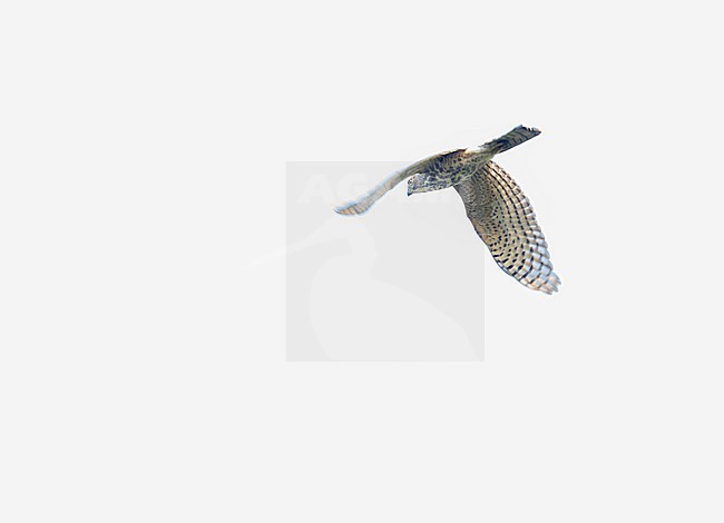 Immature Shikra (Accipiter badius) in India. stock-image by Agami/Marc Guyt,