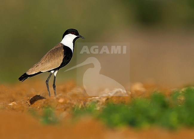 Spur-winged Lapwing - Spornkiebitz - Vanellus spinosus, Cyprus, adult stock-image by Agami/Ralph Martin,