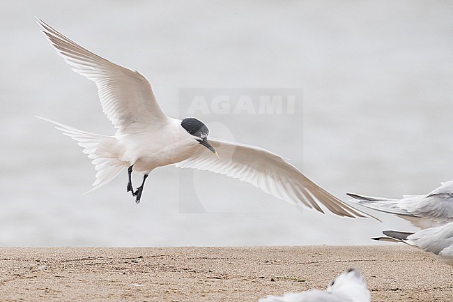 Sandwich Tern (Thalassaeus sandvicensis), adult in flight stock-image by Agami/Saverio Gatto,