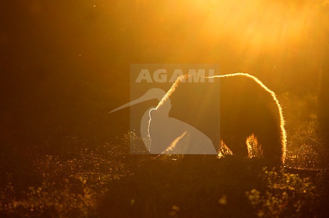 Bruine Beer in avondlicht, Brown Bear in sunset stock-image by Agami/Danny Green,