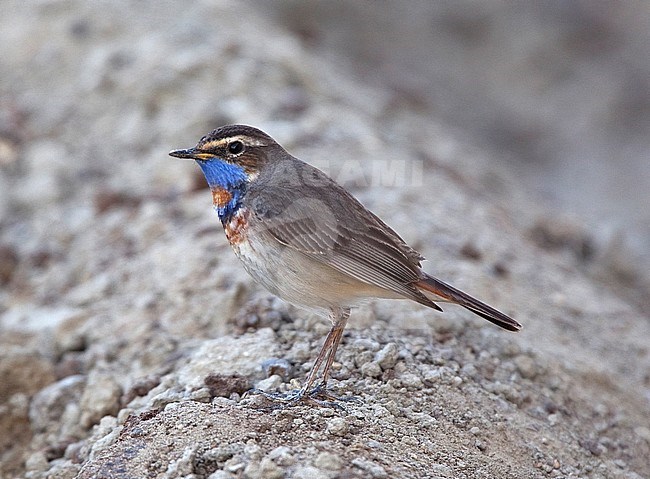 Male Red-spotted Bluethroat (Luscinia svecica svecica) during migration stock-image by Agami/Andy & Gill Swash ,