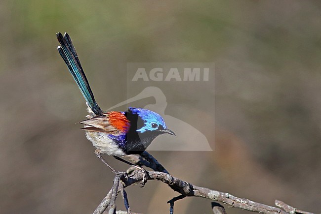 Bont elfje, Variegated Fairywren, Malurus lamberti assimilis stock-image by Agami/Greg & Yvonne Dean,