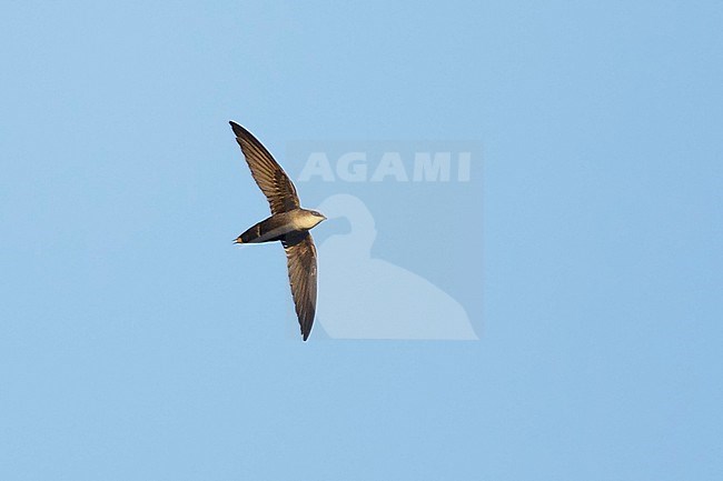 Adult Chimney Swift (Chaetura pelagica) in flight
Galveston Co., TX
April 2018 stock-image by Agami/Brian E Small,