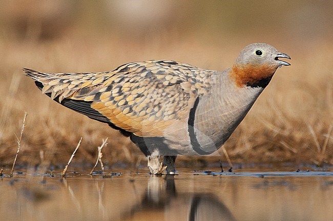 Mannetje Zwartbuikzandhoen drinkend bij de drinkplaats; Male Black-bellied Sandgrouse drinking at the drinkingpool stock-image by Agami/Marc Guyt,