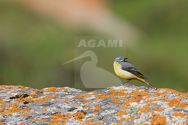 Male Grey Wagtail (Motacilla cinerea cinerea) standing on a orange moss covered rock in the mountains of Kyrgyzstan. stock-image by Agami/Ralph Martin,