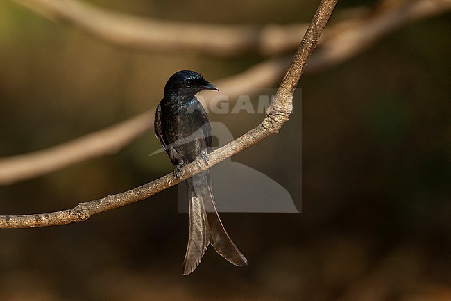 Bronzed Drongo (Dicrurus aeneus) perched at Kaeng Krachan National Park, Thailand stock-image by Agami/Helge Sorensen,