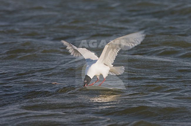 Mediterranean Gull adult feeding on water surface; Zwartkopmeeuw volwassen fouragerend op het wateroppervlak stock-image by Agami/Marc Guyt,