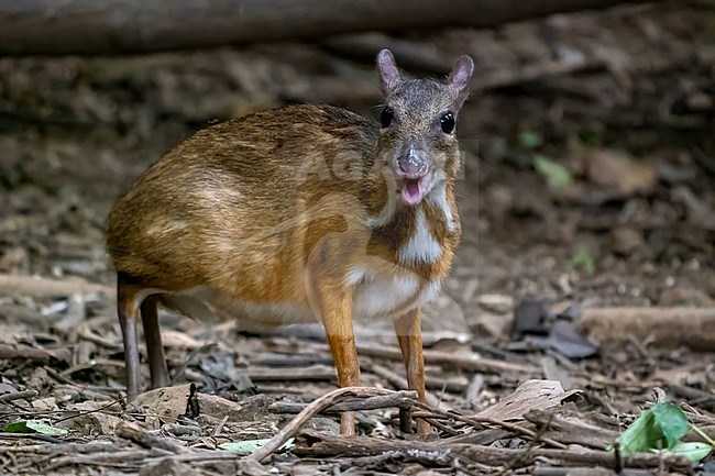 Mouse deer, Tragulus kanchil stock-image by Agami/Hans Germeraad,