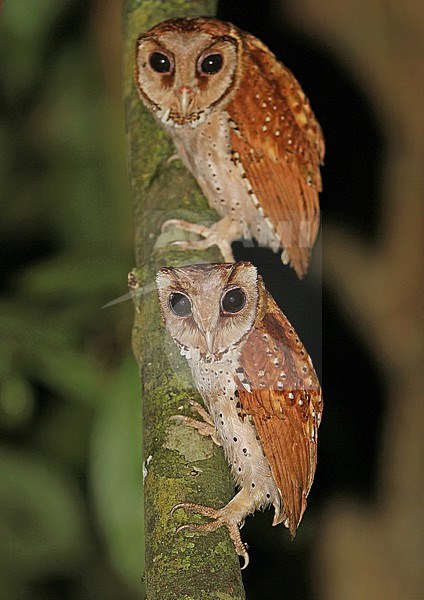 Oriental Bay Owls (Phodilus badius badius) perched in rainforest on Sabah, Borneo. stock-image by Agami/James Eaton,