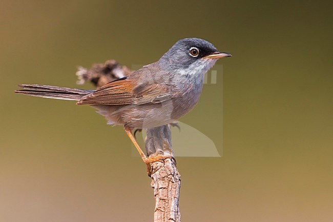 Brilgrasmus; Spectacled Warbler stock-image by Agami/Daniele Occhiato,