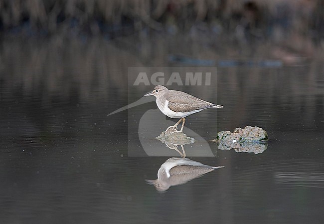 Common Sandpiper (Actitis hypoleucos) wintering in a tidal creek in coastal mangroves in the Gambia. stock-image by Agami/Roy de Haas,