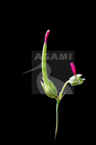 Kontted Crane's-bill seed box stock-image by Agami/Wil Leurs,